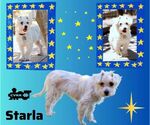 Small Silky Terrier Mix