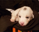 Small Photo #26 Australian Shepherd Puppy For Sale in HERNANDO, MS, USA