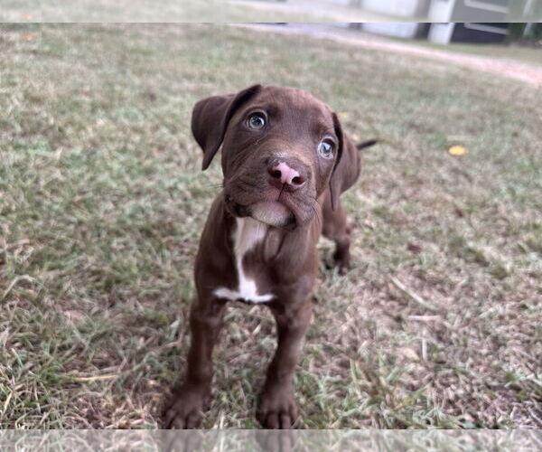 Medium Photo #1 Mutt Puppy For Sale in Greenville, SC, USA
