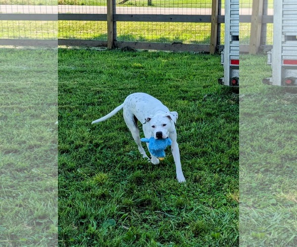 Medium Photo #4 Boxer-Unknown Mix Puppy For Sale in Germantown, OH, USA