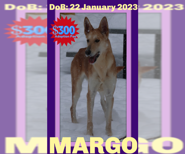 Medium Photo #12 Collie-German Shepherd Dog Mix Puppy For Sale in Sebec, ME, USA