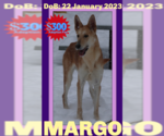 Small #11 Collie-German Shepherd Dog Mix