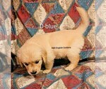 Small #4 English Cream Golden Retriever