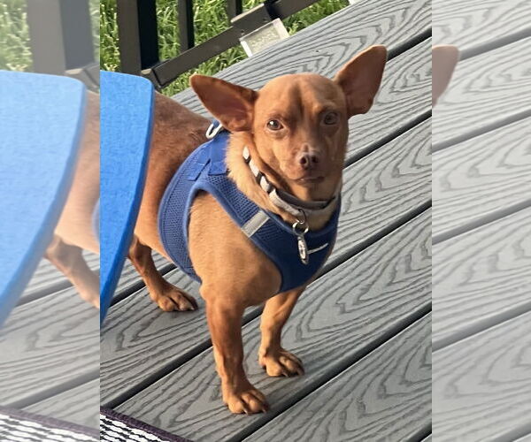 Medium Photo #2 Chiweenie Puppy For Sale in Princeton, MN, USA