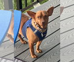 Small #1 Chiweenie