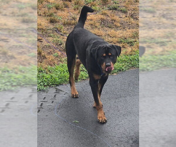 Medium Photo #4 Rottweiler Puppy For Sale in Hillsboro, NH, USA