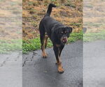 Small #3 Rottweiler
