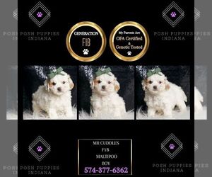 Maltipoo Puppy for sale in WARSAW, IN, USA