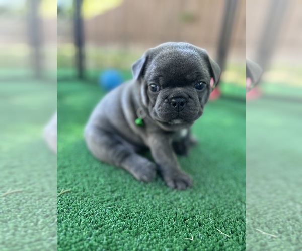 Medium Photo #13 French Bulldog Puppy For Sale in ORANGE, TX, USA