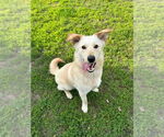 Small #1 Labrador Retriever Mix