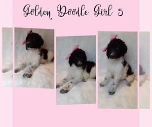Goldendoodle-Poodle (Standard) Mix Puppy for sale in INDIANAPOLIS, IN, USA