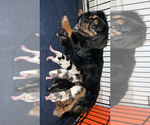 Small #4 Cavalier King Charles Spaniel