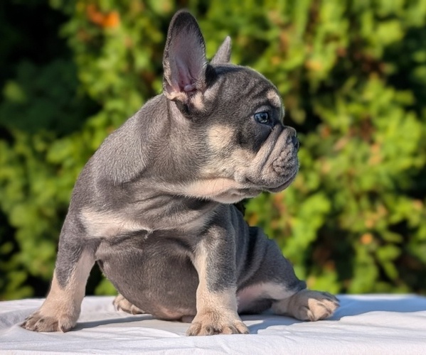 Medium Photo #6 French Bulldog Puppy For Sale in GOSHEN, IN, USA