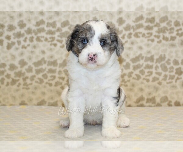 Medium Photo #3 Miniature Bernedoodle Puppy For Sale in DENVER, PA, USA