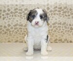 Small #2 Miniature Bernedoodle
