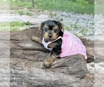 Small #1 Yorkshire Terrier