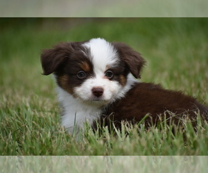 Medium Miniature Australian Shepherd
