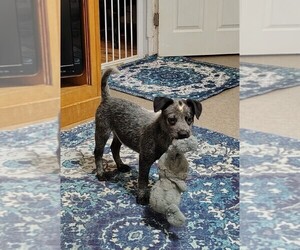 Texas Heeler Puppy for Sale in LAURENS, South Carolina USA