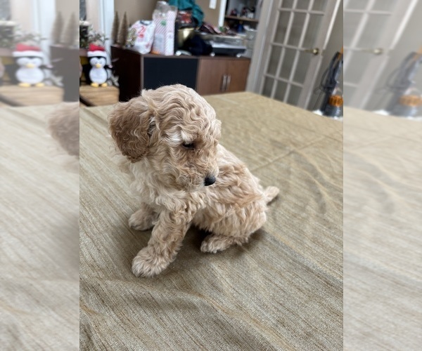 Medium Photo #32 Poodle (Miniature) Puppy For Sale in EAST AMHERST, NY, USA