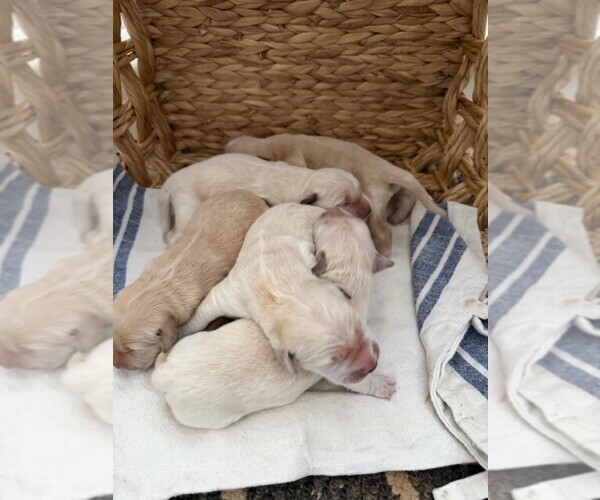 Medium Photo #6 Golden Retriever Puppy For Sale in MERCED, CA, USA