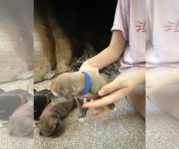 Medium Photo #2 German Shepherd Dog-Wolf Hybrid Mix Puppy For Sale in HAMILTON, TX, USA