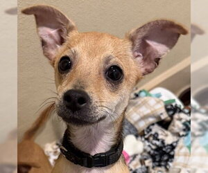 Mutt Dogs for adoption in Pleasanton, CA, USA