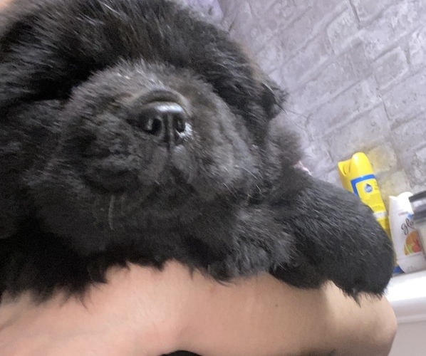 Medium Photo #6 Chow Chow Puppy For Sale in EL PASO, TX, USA