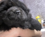 Small #5 Chow Chow