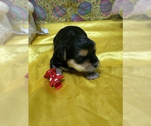Morkie Puppy for sale in LANCASTER, MO, USA