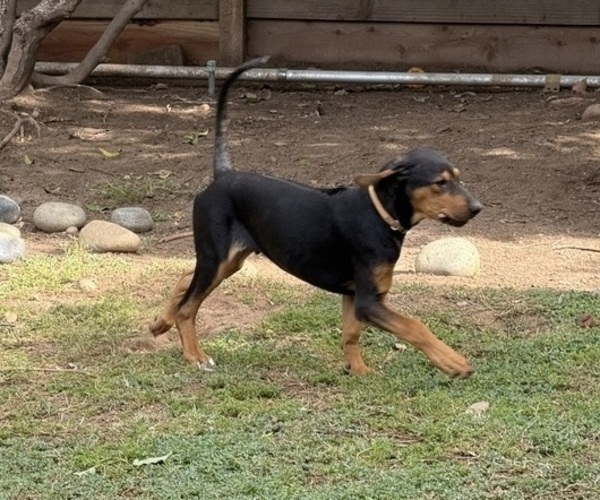 Medium Photo #12 Labrador Retriever-Rhodesian Ridgeback Mix Puppy For Sale in FRESNO, CA, USA
