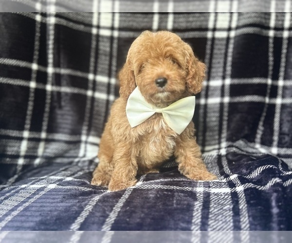 Medium Photo #8 Cock-A-Poo Puppy For Sale in LAKELAND, FL, USA