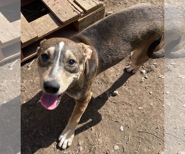 Medium Photo #9 American Staffordshire Terrier-Unknown Mix Puppy For Sale in Tracy City, TN, USA