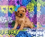 Small Photo #2 Cockapoo-Poodle (Miniature) Mix Puppy For Sale in PEACH BOTTOM, PA, USA