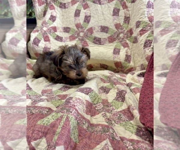 Medium Photo #3 Morkie Puppy For Sale in CASSVILLE, MO, USA