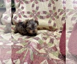 Small #2 Morkie