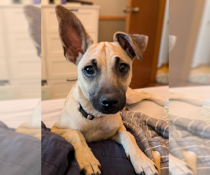 Chihuahua-Unknown Mix Dogs for adoption in Brooklyn Center, MN, USA