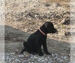 Small #1 Labrador Retriever Mix