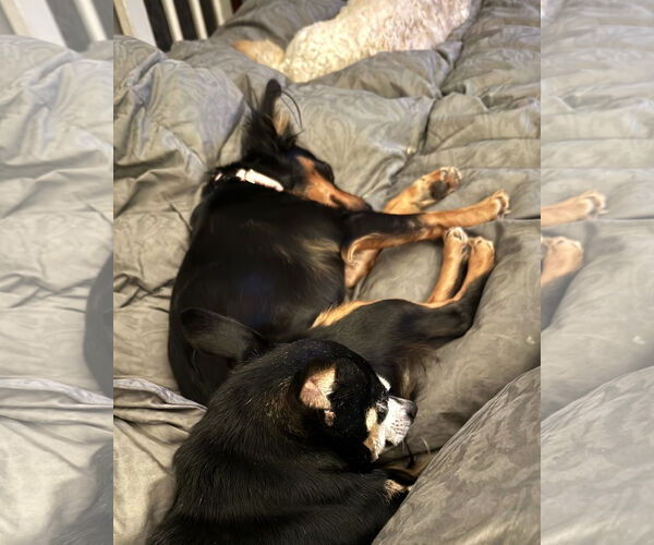 Medium Photo #5 Papi-Pin Puppy For Sale in Westmont, IL, USA