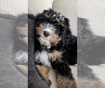 Small Bernedoodle (Miniature)