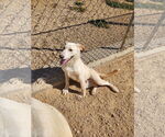 Small #5 Retriever  Mix