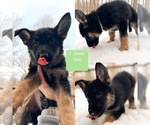 Small Photo #2 German Shepherd Dog Puppy For Sale in STACY, MN, USA