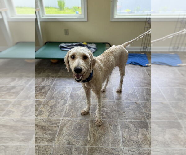 Medium Photo #2 Labrador Retriever Puppy For Sale in Brewster, NY, USA