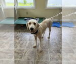 Small #1 Labrador Retriever