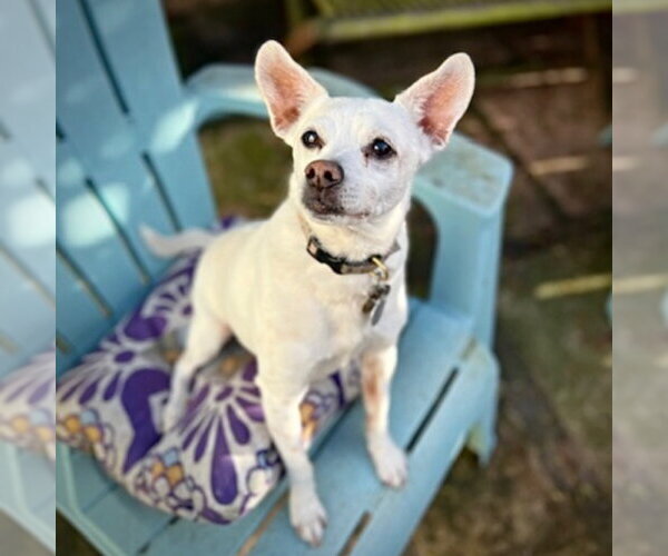 Medium Photo #1 Rat Terrier-Unknown Mix Puppy For Sale in Atlanta, GA, USA