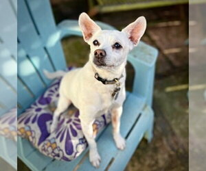 Rat Terrier-Unknown Mix Dogs for adoption in Atlanta, GA, USA