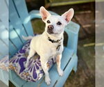 Small Rat Terrier Mix