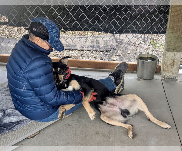 Medium Photo #6 Mutt Puppy For Sale in Emmett, ID, USA
