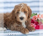 Small #4 Goldendoodle (Miniature)