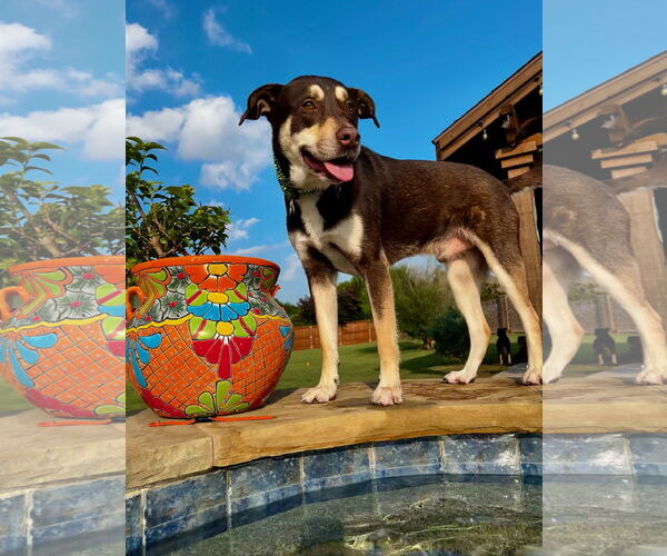Medium Photo #4 Australian Kelpie-Huskies  Mix Puppy For Sale in Euless, TX, USA