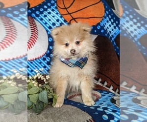 Pomeranian Puppy for sale in CHRISTIANA, PA, USA